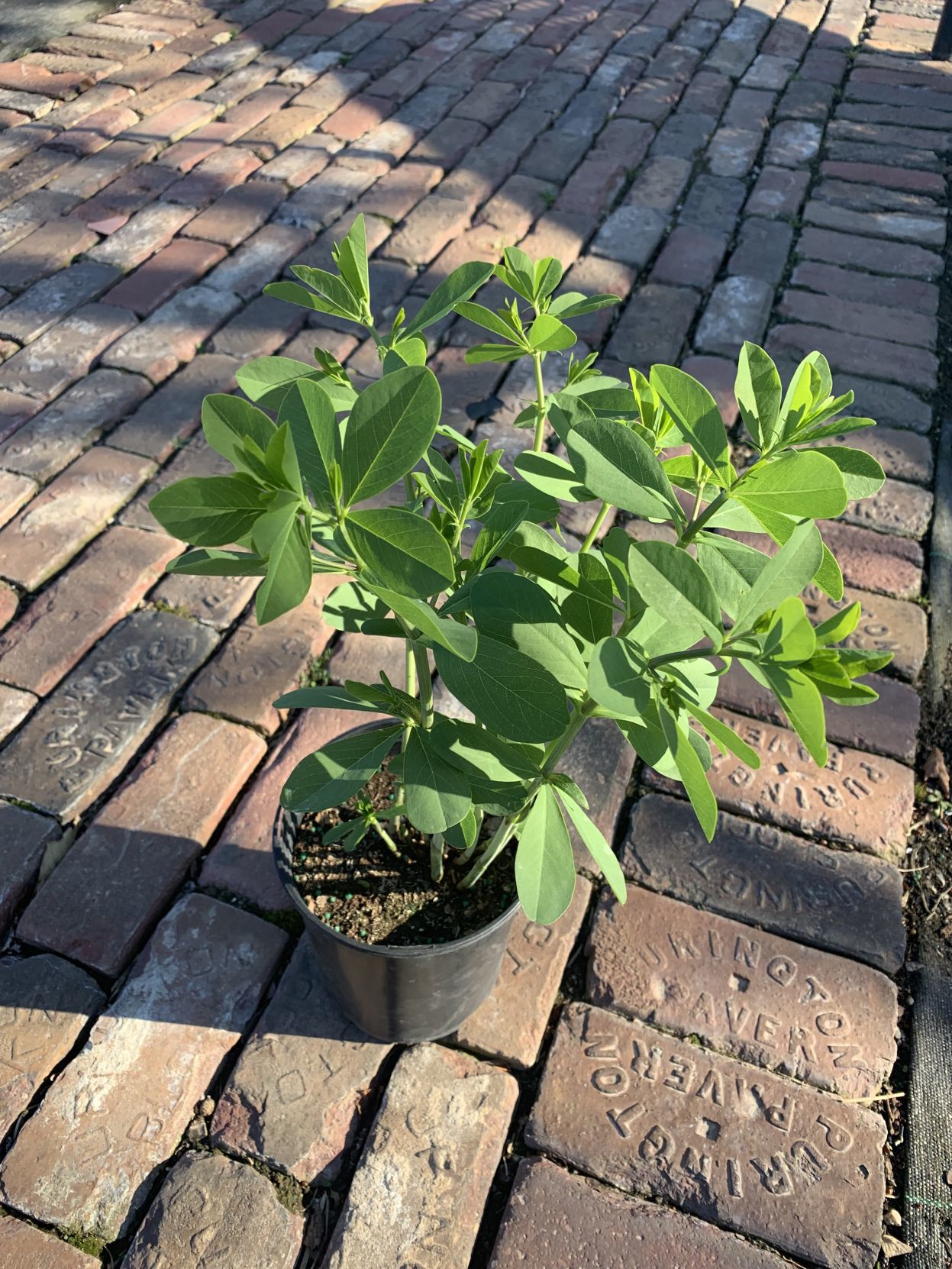 Lanoha plant